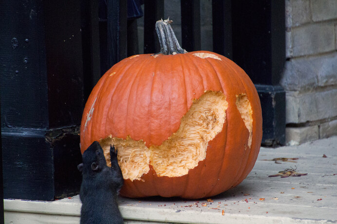 Squirrel Carving a Pumpkin